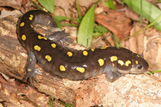 Salamander Lizard Difference