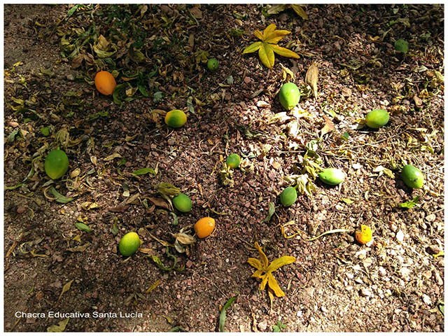 Frutos Mburucuyá- Chacra Educativa Santa Lucía