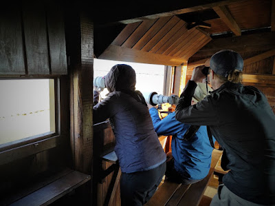 Birdwatching at Kalloni Wetlands