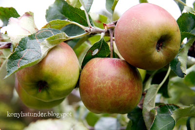 august-in-the-garden-apple