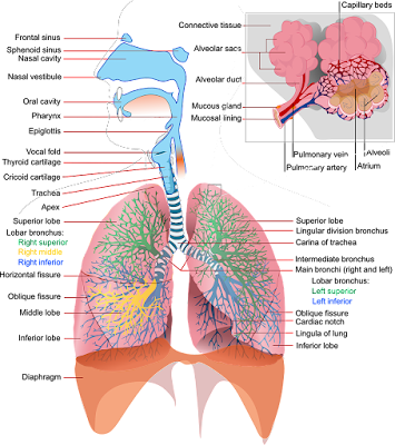 The Respiratory System in Animals