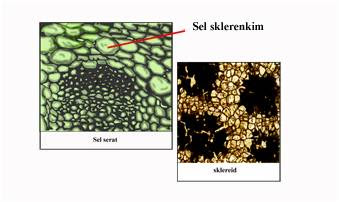 Kimeni's Blog: Jaringan Sklerenkim