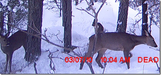 MDGC0013
