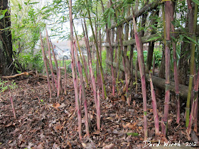 cold climate bamboo, shoots, trees, temperature, zone