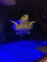 IMG_4199