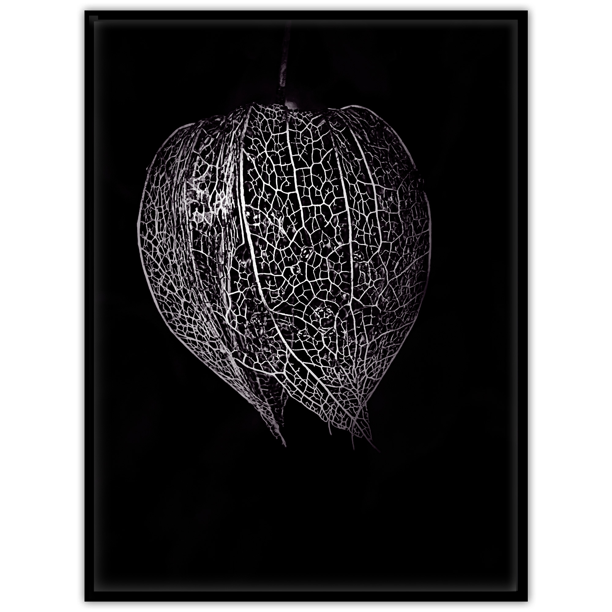 Poster av en physalis