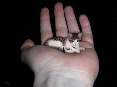catinhand