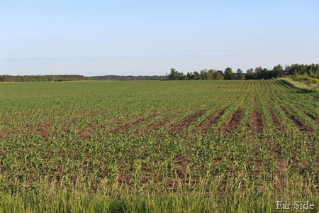 Steves Corn