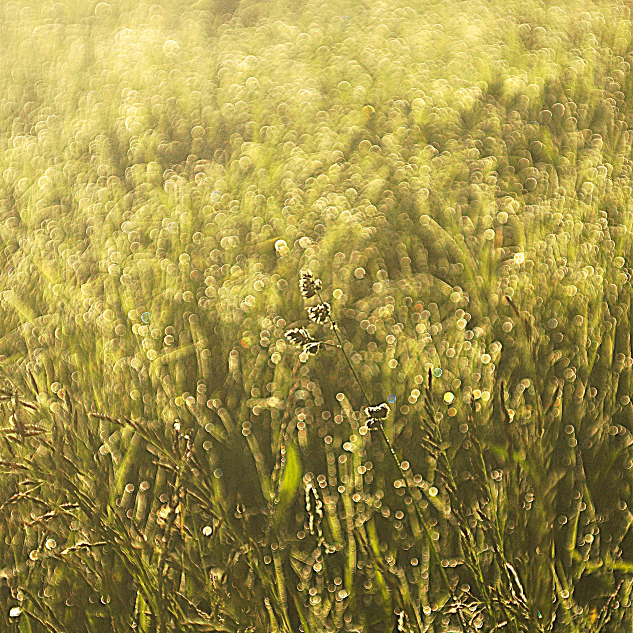 Täglich ein Bild — 30.05.2022 — 150.Tag — Bild #150 — Gras im morgendlichen Gegenlicht