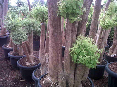 BONSAI ANTING PUTRI POHON BONSAI TUKANG TAMAN  MURAH 