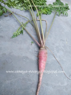 growing purple dragon carrot in tropic