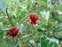 Resultado de imagem para flores em la higuera bolívia