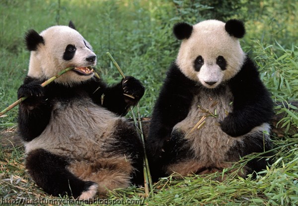 panda bears pictures 5