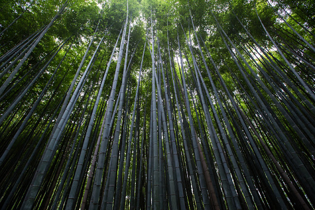 Bamboo trees in a bamboo grove