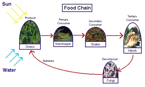 tropical rainforest strata diagram to label. Food Chains/ Food Webs Food Web
