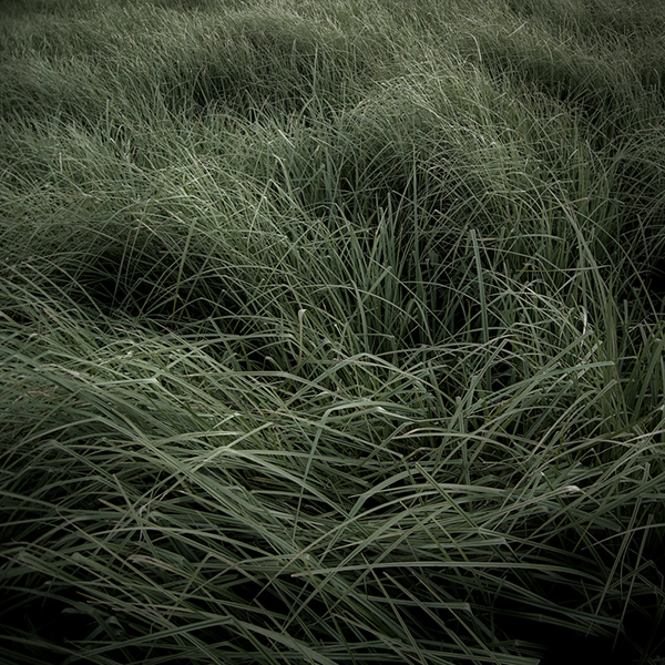 Jürgen Heckel Grass Photography 5