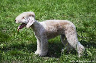 cão engraçado