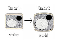 Image result for Peristiwa di atas merupakan peristiwa difusi yaitu perpindahan zat dari larutan yang lebih pekat (hipertonis) ke larutan yang kurang pekat (hipotonis)