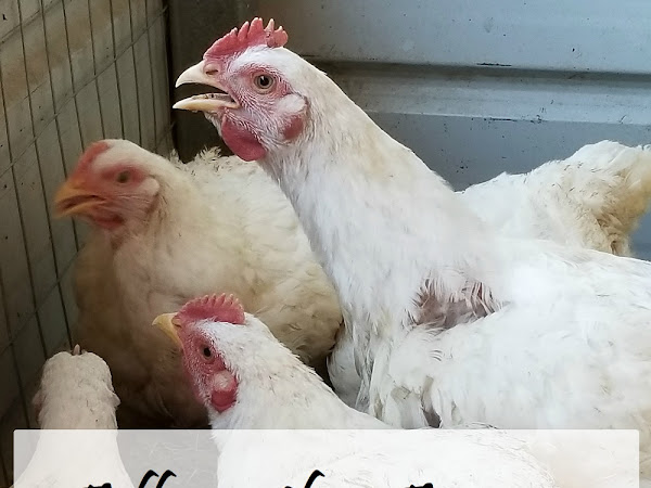 Filling the Freezer: Raising Cornish Cross Chickens