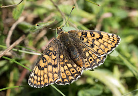 Glanville Fritillary - Isle of Wight