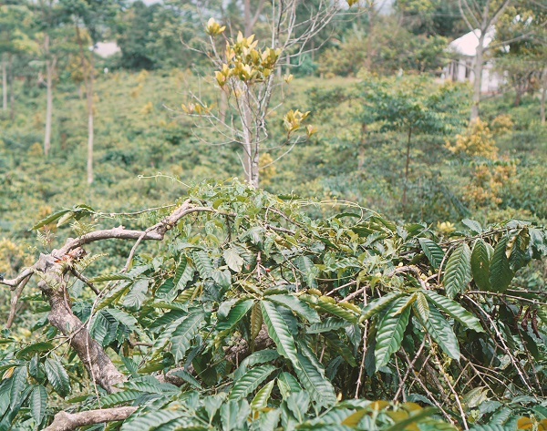 Bersantai di Kopi Tombo