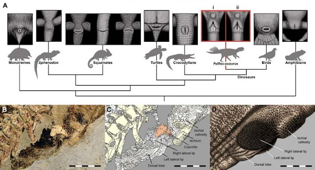 cloacas dinosaurios curiosciencia