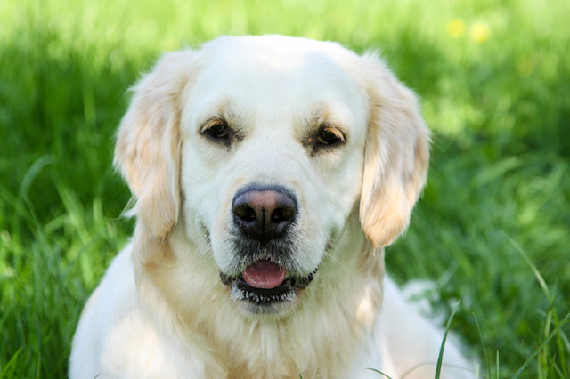 A Golden Retriever lays on the grass before therapy session