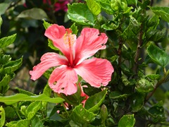 DSCN3049
