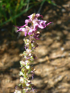 Flowers of elephant's head