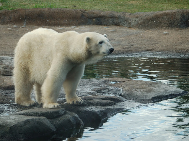 A polar bear stands on shore, looking at the water.