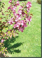 Crab apple tree 002 (2)