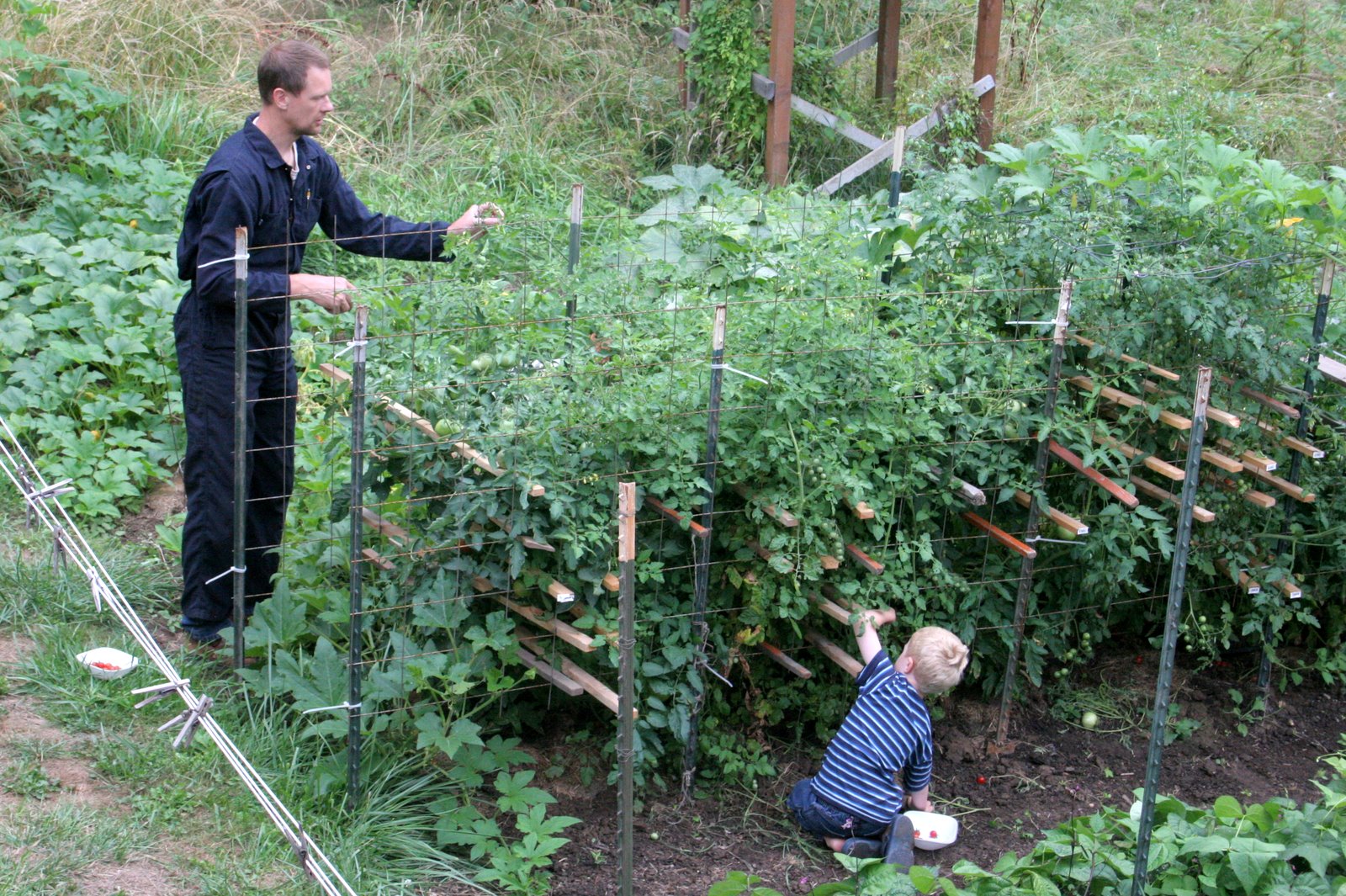 Tomato Cage