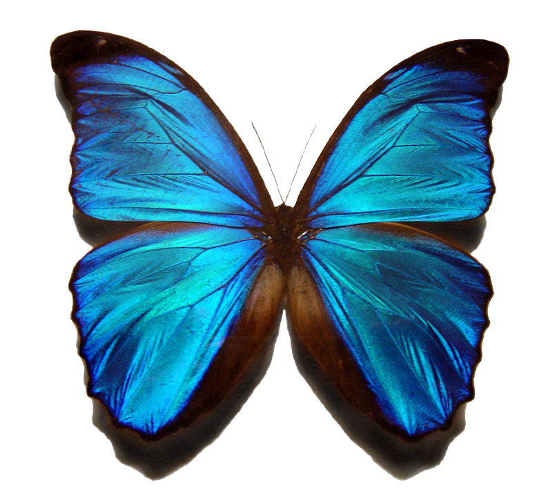 PNG Images: Blue morpho butterfly - PNG transparent see 