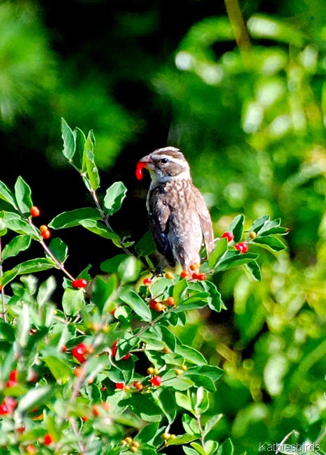 5. grosbeak-kab