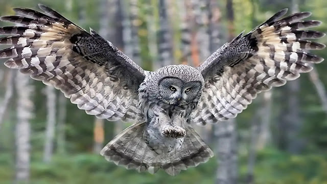 Great Gray Owl