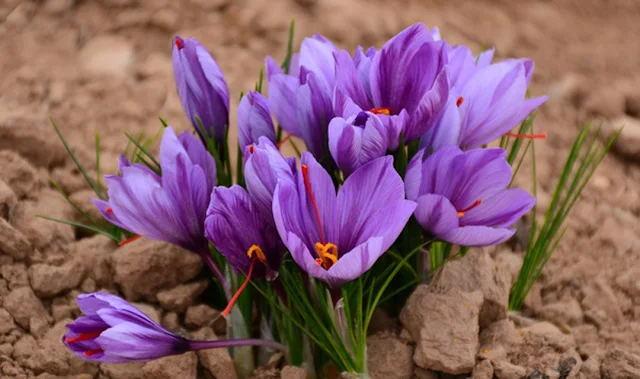 Saffron (Crocus sativus) केसर
