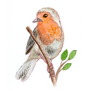 Robin bird watercolor painting