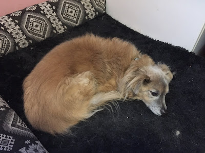 Fluffy little dog lying on a dog bed