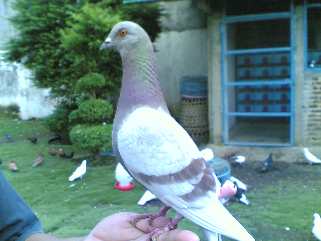 Burung Dara Hias