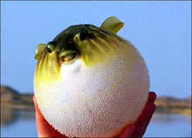 http://www.theguardian.com/science/grrlscientist/2014/dec/04/do-pufferfishes-hold-their-breath-when-inflated