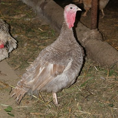 Maschio di tacchino lilla rossastro di Camponogara. Foto di Andrea Mangoni.