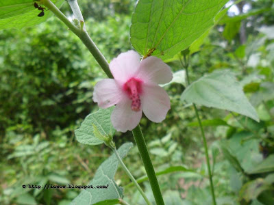 Caesarweed, Urena lobata