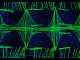 Corazón Anopheles gambia en microscopía fluorescente 100 aumentos