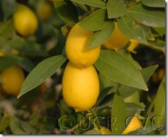 Tavares limequat, CRC 4048, on C-35 rootstock, field 18B, row 20, tree 4, at the University of California at Riverside's Citrus Variety Collection. 1/20/09 © David Karp