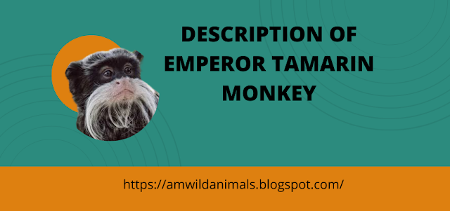 DESCRIPTION OF EMPEROR TAMARIN MONKEY