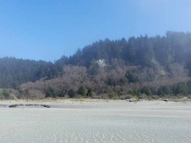 fog lifting to show the trees, some bare