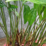 hamil muda keputihan berwarna hijau Rhododendron dingin varietas telanjang populer hampir muda ungu meliputi berbentuk corong perbungaan