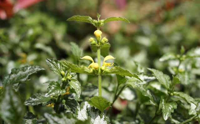 Yellow Archangel Flowers Pictures