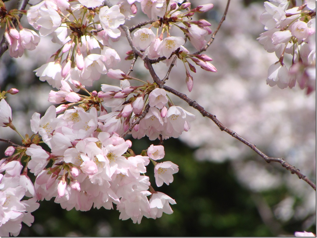 83Best Blossom