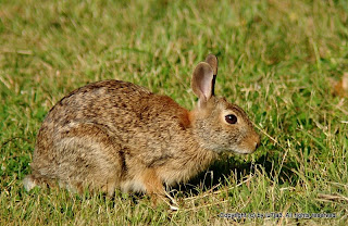 Eastern Cottontail